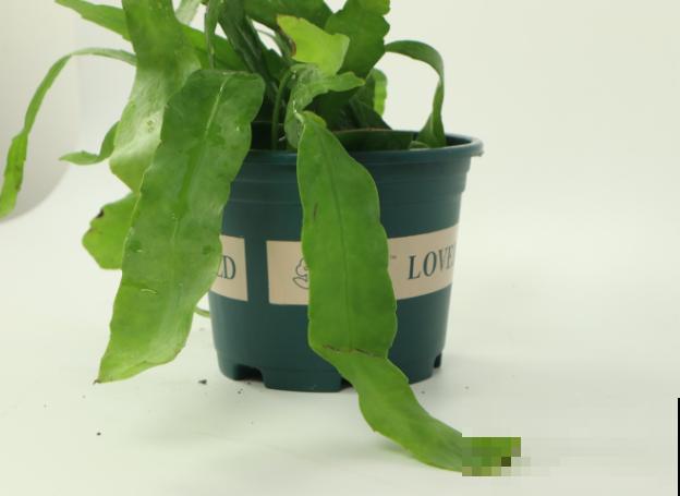 昙花长气根不要着急,主要是这2个原因,及时解决还有救 昙花长气根不要着急,主要是这2个原因,及时解决还有救