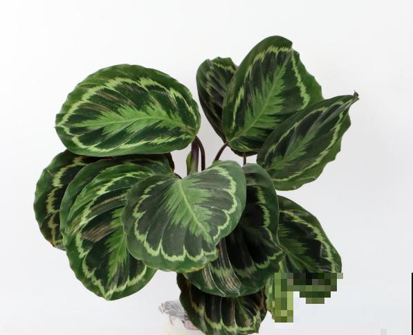 竹芋叶子下垂,可能和5点有关,快来拯救它 竹芋叶子下垂,可能和5点有关,快来拯救它