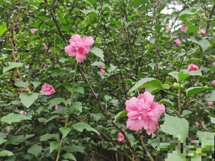 木槿出现黄叶不要着急，主要是这5个原因，注意好不再黄叶