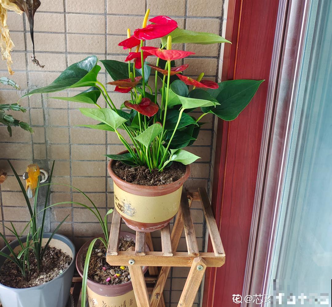 9种花不能暴晒，晒得越多花越不好，找阴凉地养