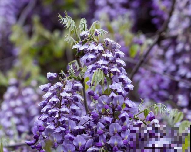 “家有紫藤，世代不穷”，记住3要点，紫藤一盆变多盆