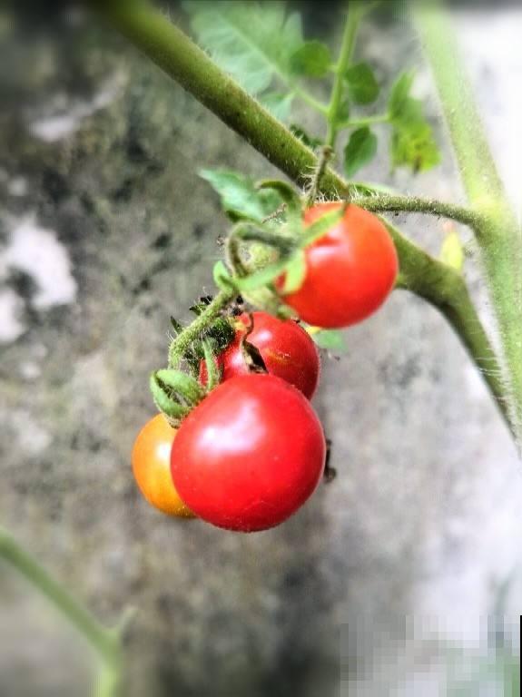 阳台养盆小番茄,咕噜咕噜冒果子,酸酸甜甜吃不完 阳台养盆小番茄,咕噜咕噜冒果子,酸酸甜甜吃不完