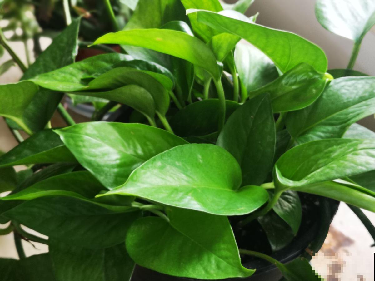 春天想养水培绿萝，只需3步，叶子油亮根系旺