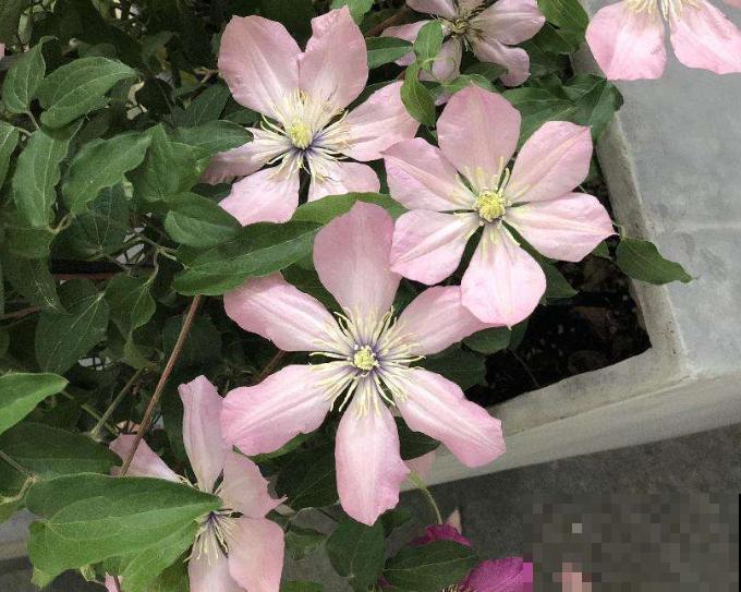 铁线莲长得又细又长，可能和这4点有关，注意好很快变壮实