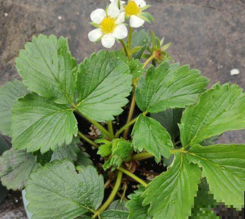 春天在家种草莓,咕噜咕噜结果子,在家就能吃 春天在家种草莓,咕噜咕噜结果子,在家就能吃