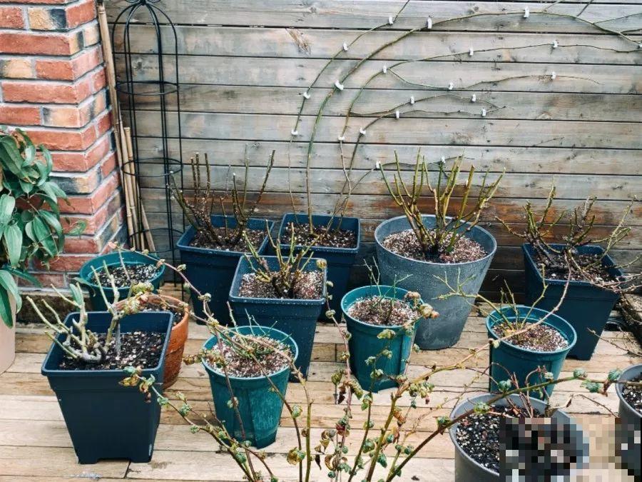 花园三剑客也要换盆,越冷长得越旺,明年呼呼开花 花园三剑客也要换盆,越冷长得越旺,明年呼呼开花