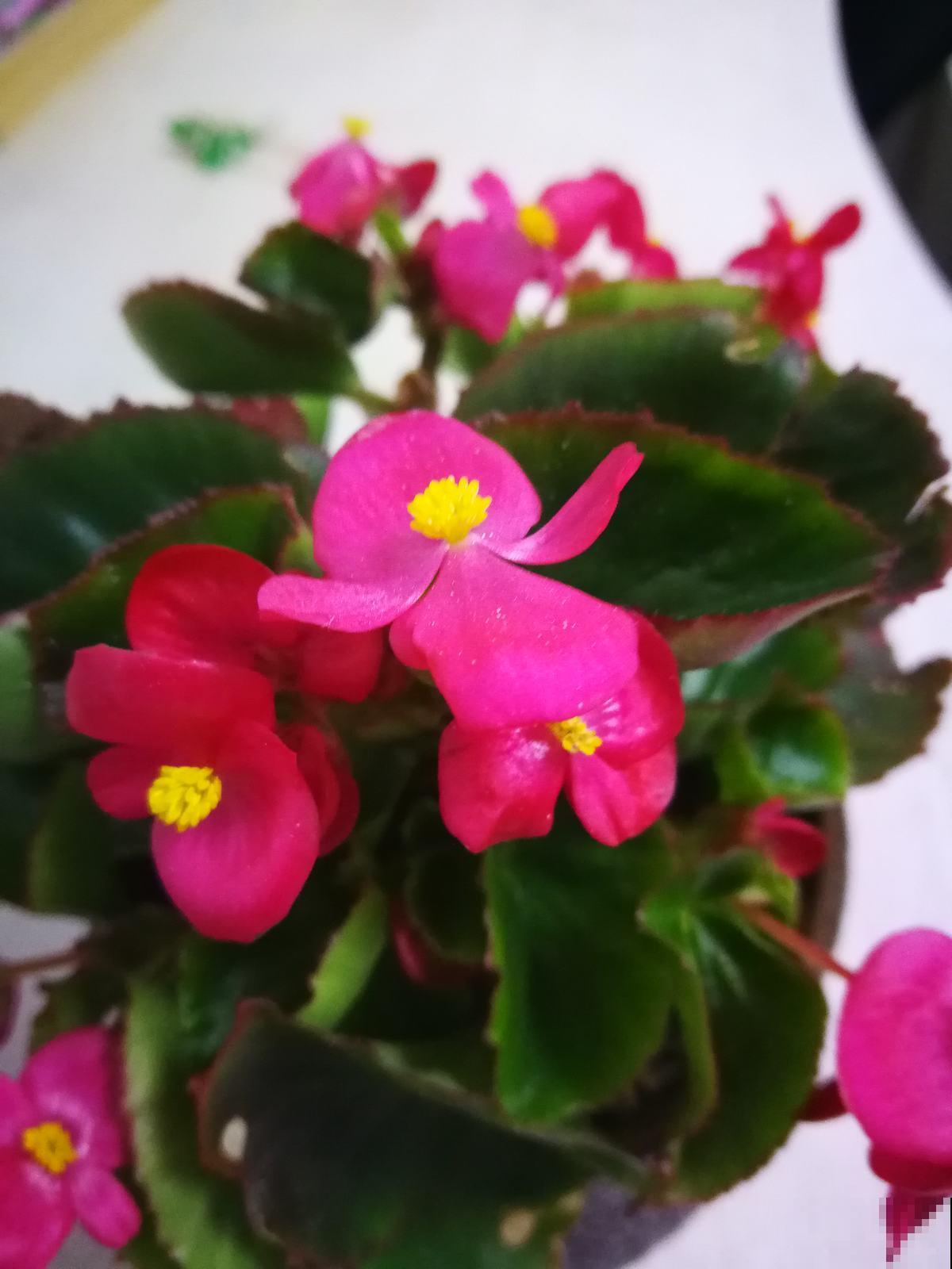 爱喝酸酸水的3种花,喂点酸水就爆盆,还能旺宅 爱喝酸酸水的3种花,喂点酸水就爆盆,还能旺宅