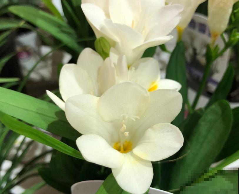 香雪兰长出嫩苗苗，掌握4要点很重要，赶紧学起来