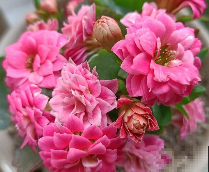 长寿花开完花,赶紧狠心剪一刀,来年花苞长更多 长寿花开完花,赶紧狠心剪一刀,来年花苞长更多