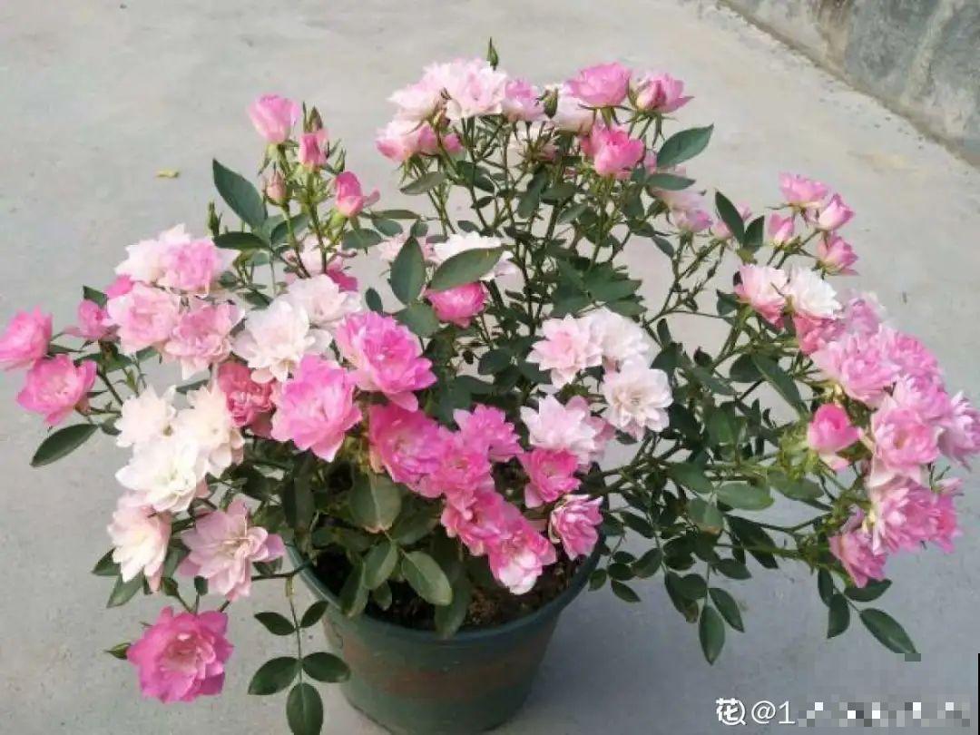 小阳台的开花机器,花期能达大半年,月月爆开不歇气,真香! 小阳台的开花机器,花期能达大半年,月月爆开不歇气,真香!