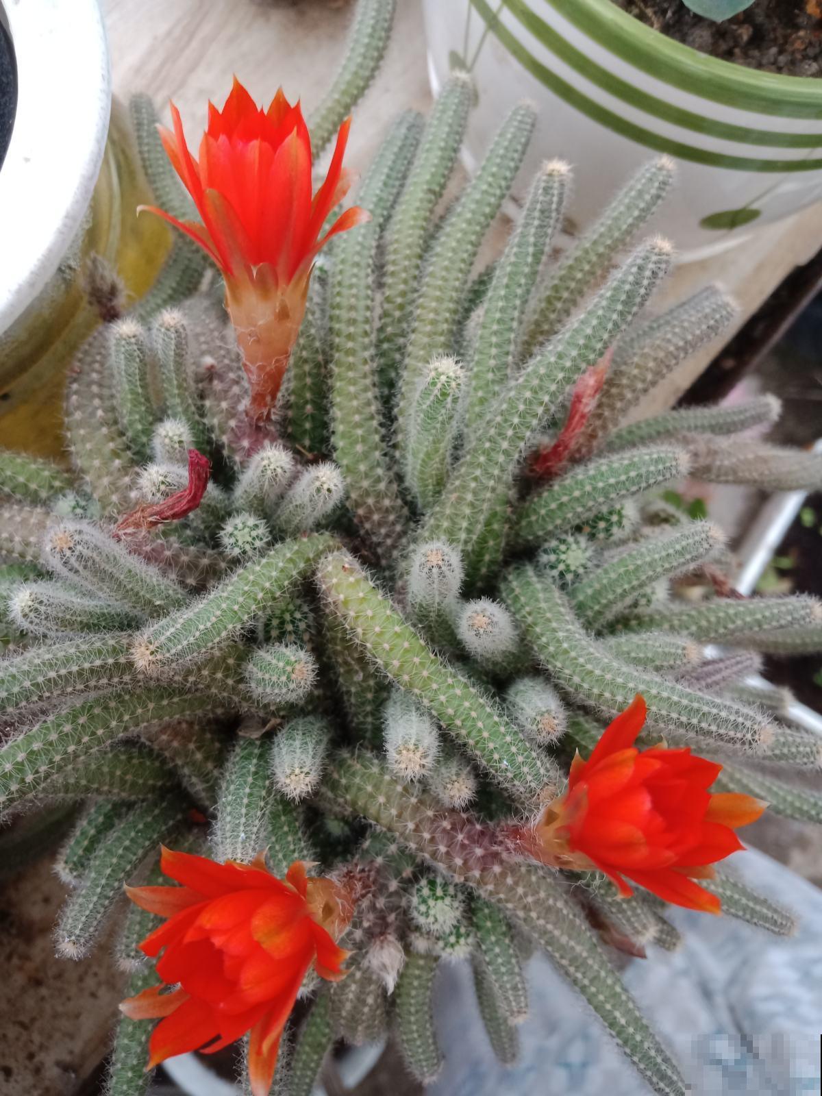 因为一盆仙人掌，让我和亲戚的关系决裂，错却不在我