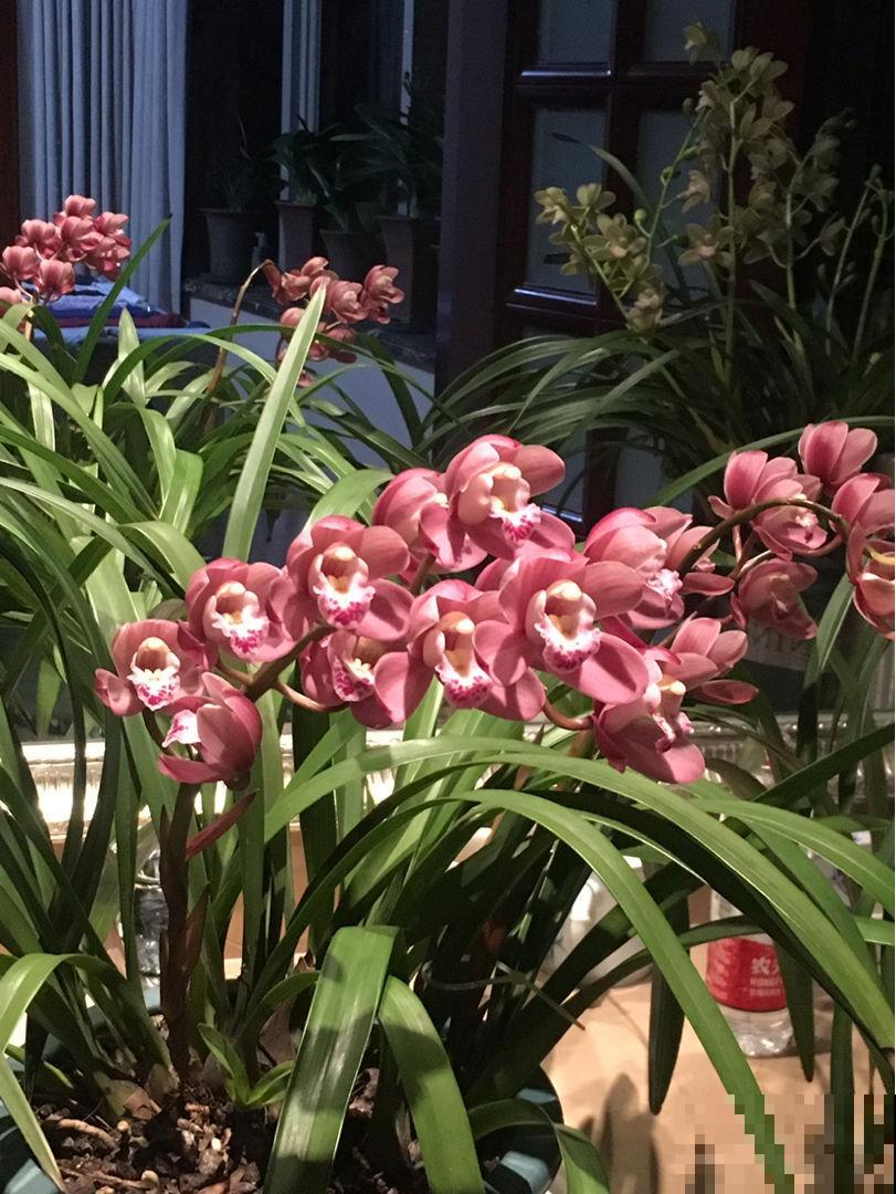 年底适合在家养兰花,常见4种“富贵吉祥”兰花,你喜欢哪一种? 年底适合在家养兰花,常见4种“富贵吉祥”兰花,你喜欢哪一种?