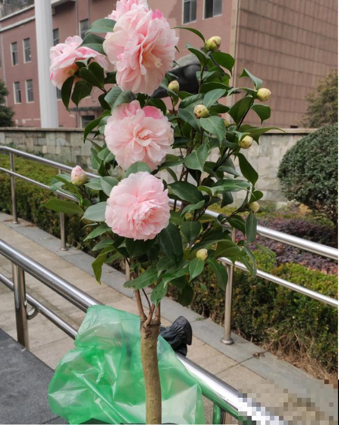 年前不敢买的“贵货花”，现在捡漏，价格低到“不可思议”