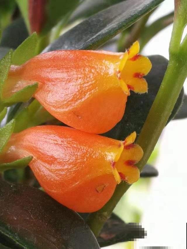 4种耐阴花卉,就算阳光不足照样开花,好看又好养 4种耐阴花卉,就算阳光不足照样开花,好看又好养