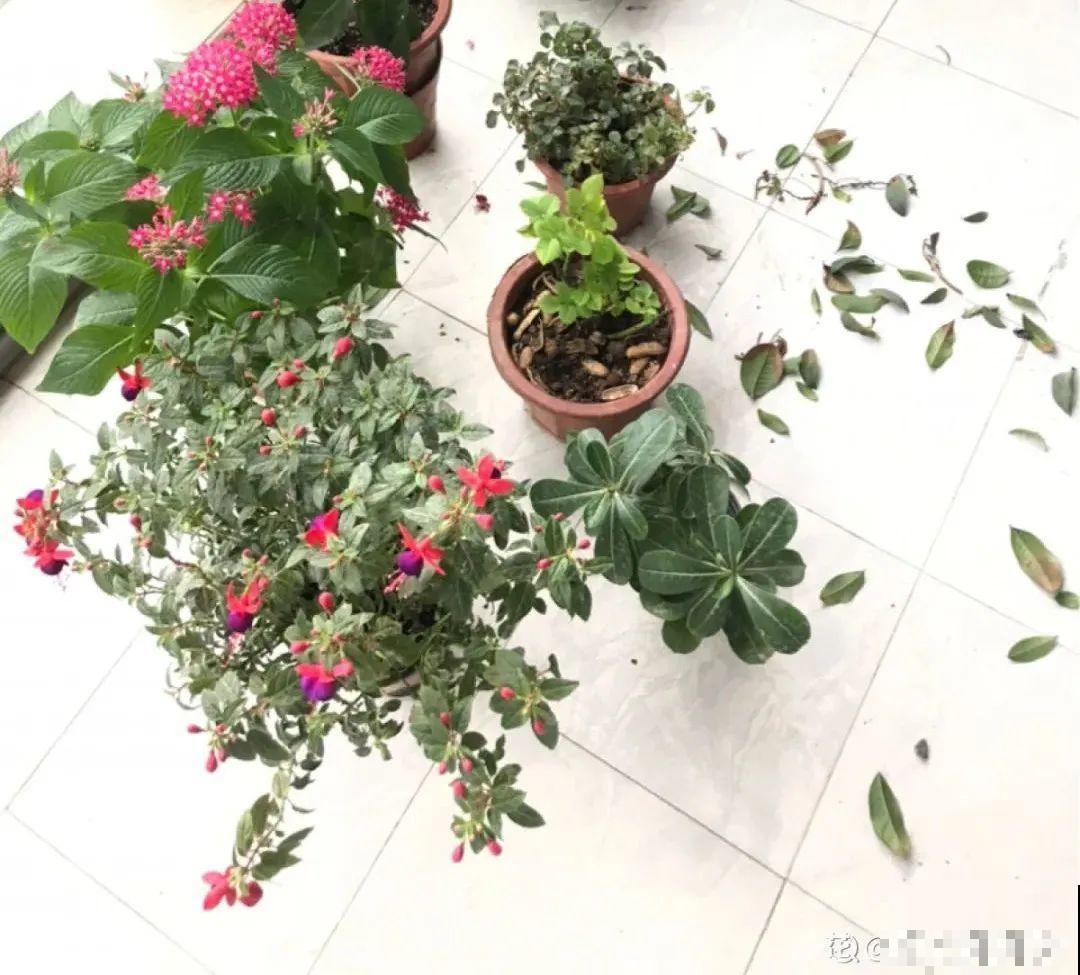 客厅养花别乱摆，选对位置，财运滚滚来！