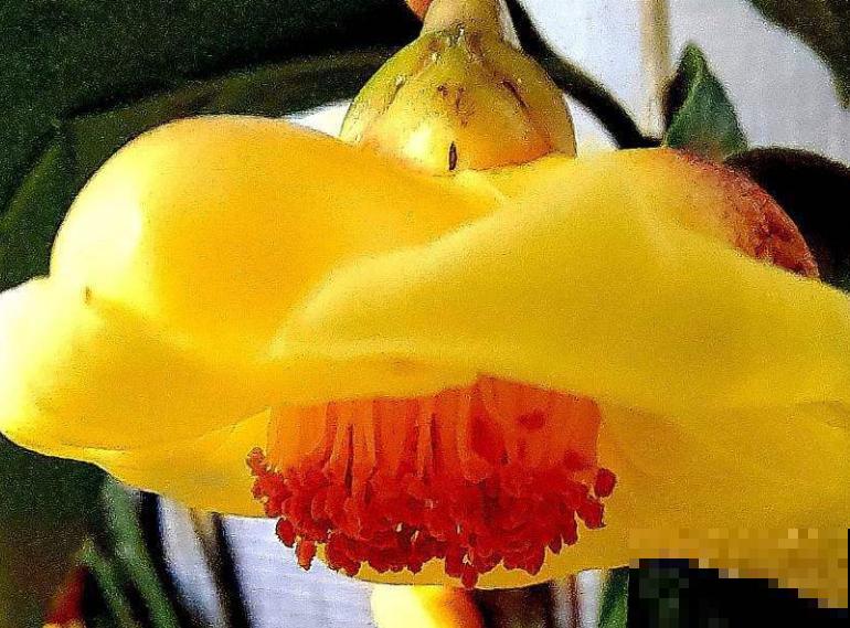 几百块一盆的贵货花,移栽一定要特别注意,不然花都死了 几百块一盆的贵货花,移栽一定要特别注意,不然花都死了