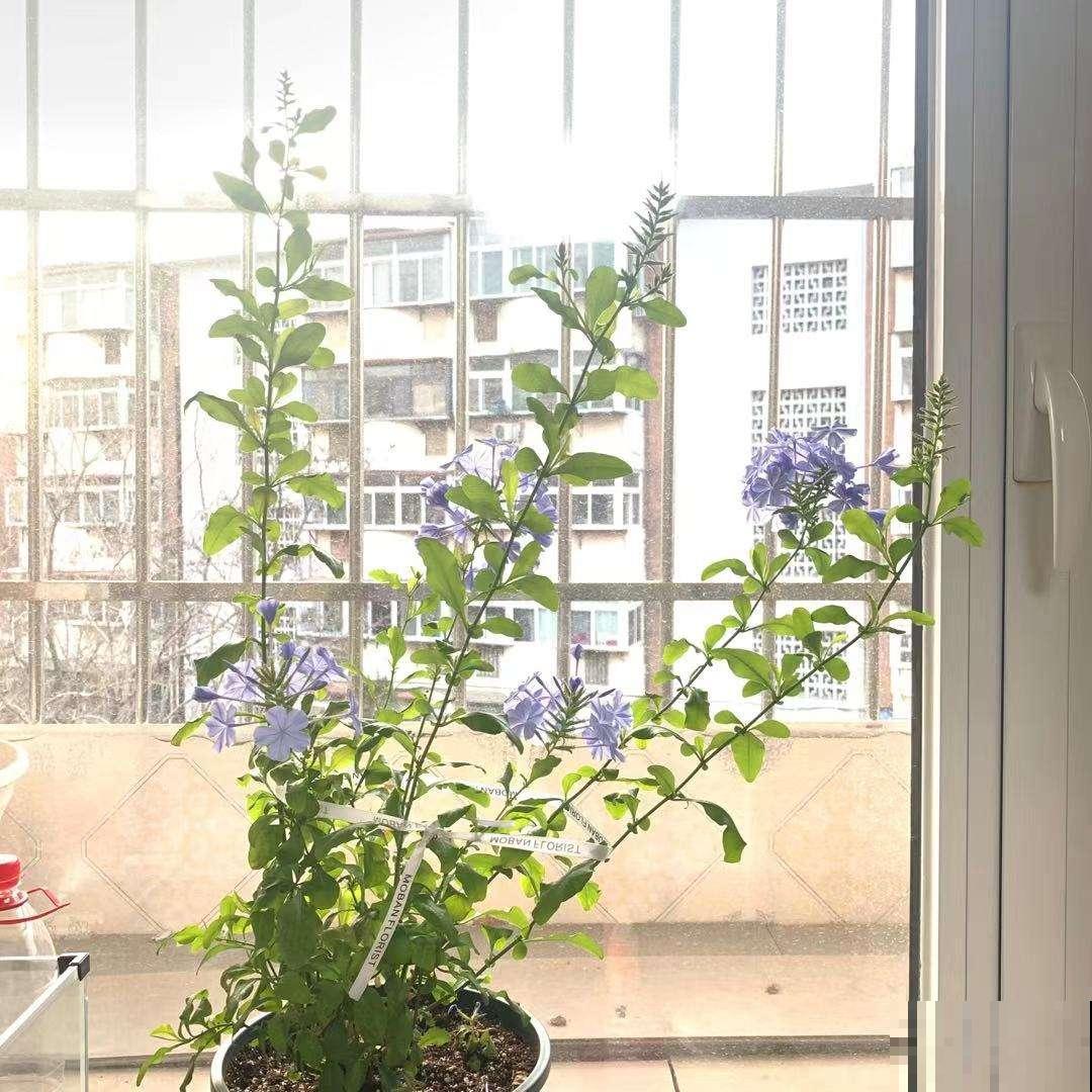 羊粪松土鸡粪上劲，养花要记住的口诀，记住了你也能养好花