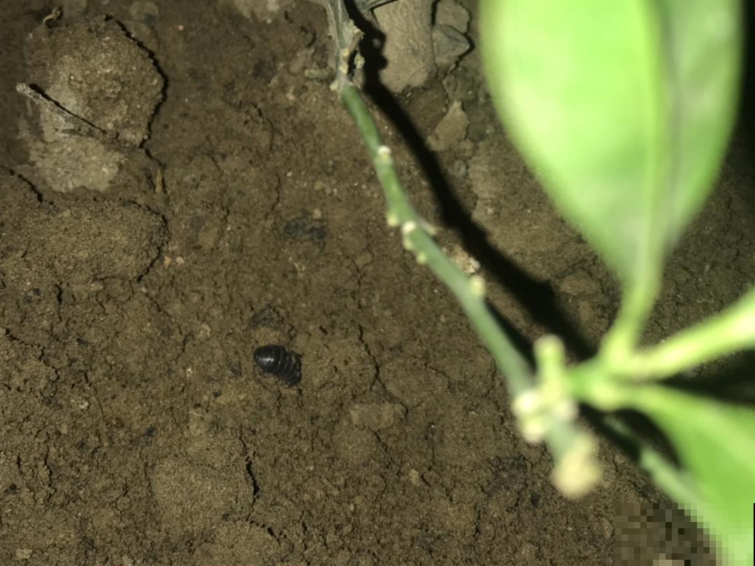 超详细的植物换土步骤,保姆级教程,实用的很 超详细的植物换土步骤,保姆级教程,实用的很