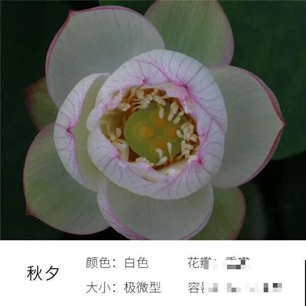 碗里就能种的荷花，1节藕种土里，初夏就开花