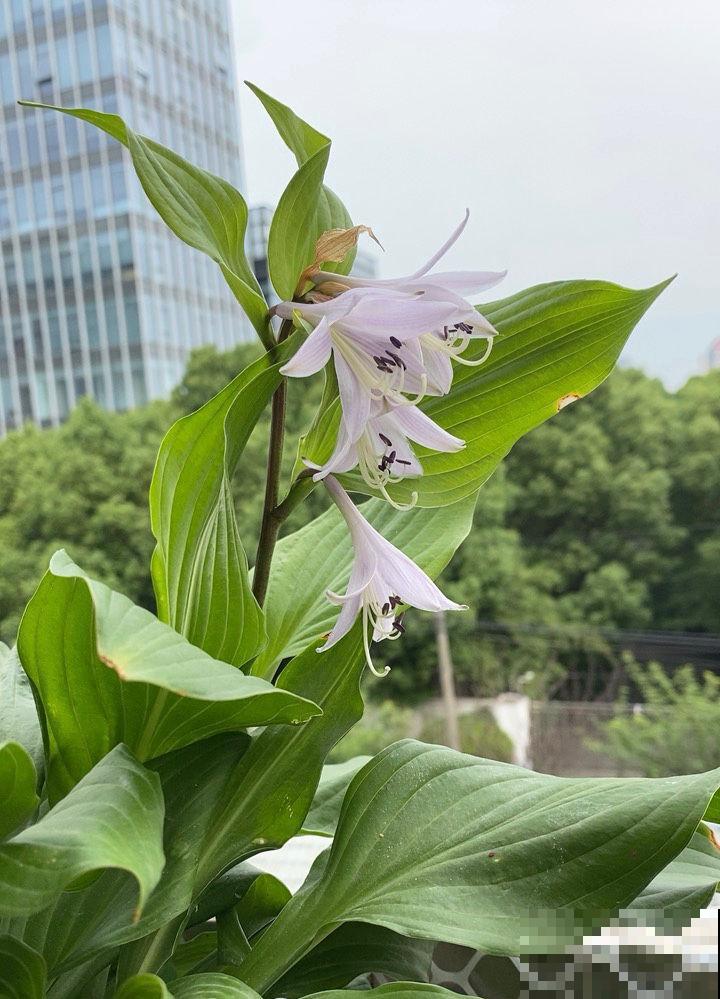 谁说阳台朝北养不了花？5种花，就适合北阳台，耐阴又皮实