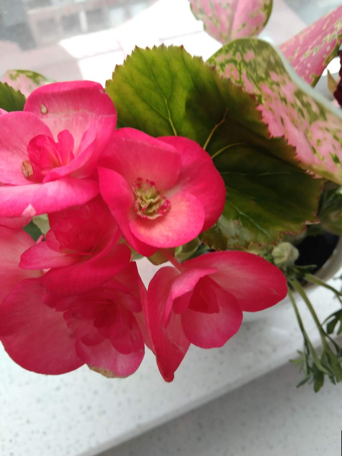 三角梅里的勤花品种，家里养一棵，能顶一个花园