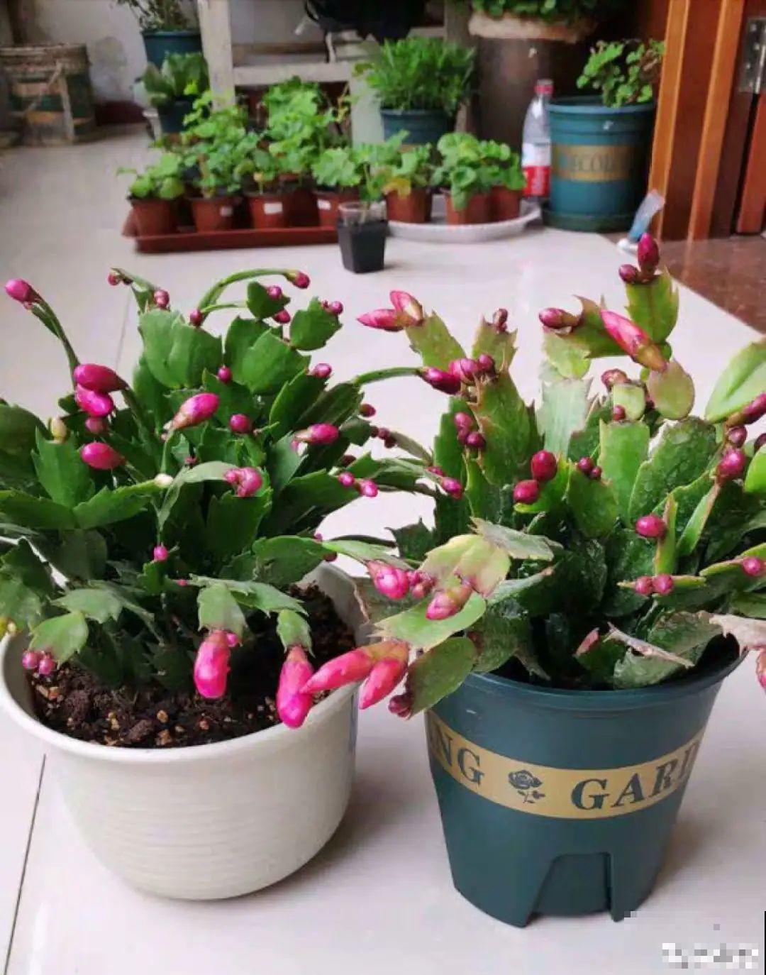 年前不敢买的“贵货花”，现在捡漏，价格低到“不可思议”