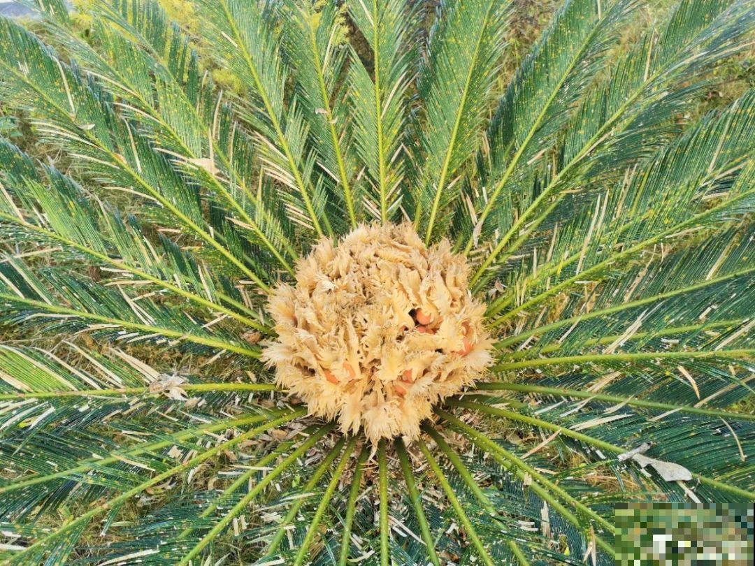 老人常说，6种吉祥花，轻易不开花，开花据说有好运