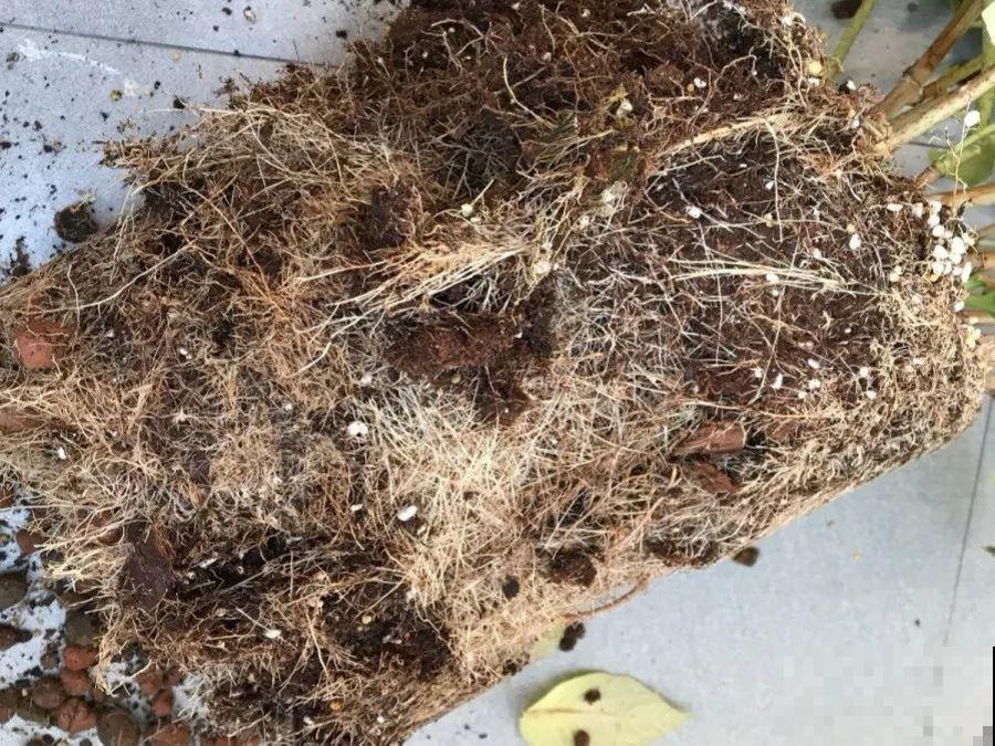 花园三剑客也要换盆,越冷长得越旺,明年呼呼开花 花园三剑客也要换盆,越冷长得越旺,明年呼呼开花