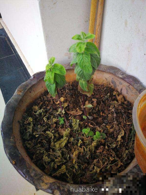 春天给花施肥，氮磷钾3种肥不用买，其实你家就有