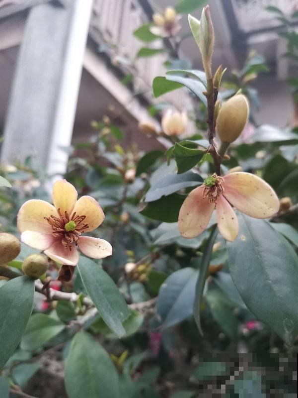 养花本是怡情，却成了和婆婆冷战的根源，心里真难受