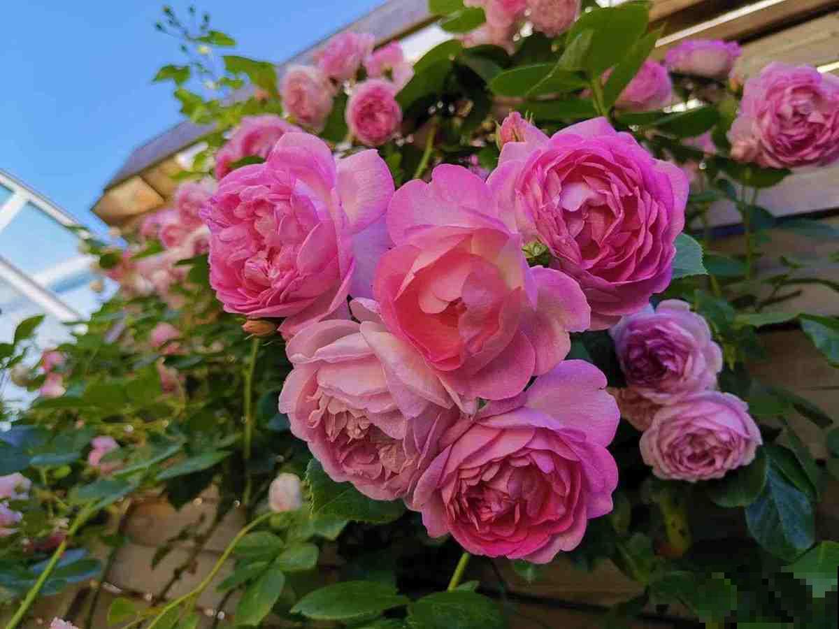 3种花，种在院子墙边，有“脾气”但很合适