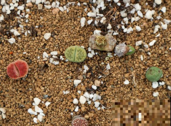 石生花养殖简单,5点学会,长势旺盛 石生花养殖简单,5点学会,长势旺盛