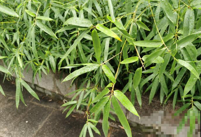 家养的竹子四季常青,养一盆还有招财好兆头,适合养家里 家养的竹子四季常青,养一盆还有招财好兆头,适合养家里