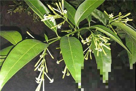 4种有毒花，家有小孩请远离，不然后患无穷