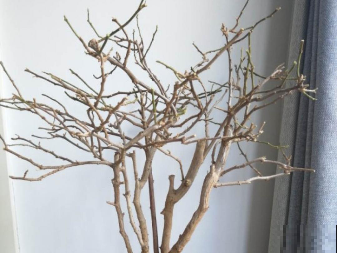 “外甥正月不剃头”，8种花正月不能剪，还要再忍1个月