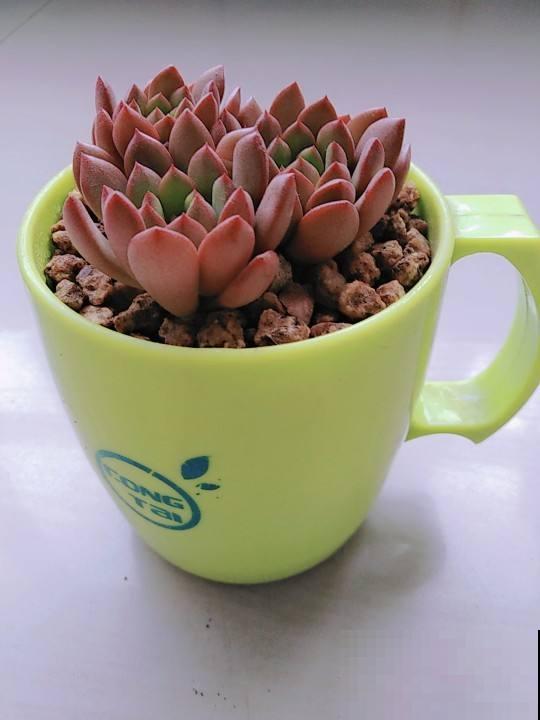 花盆要换盆的3个信号,多亏老花农告诫,难怪长势越来越旺 花盆要换盆的3个信号,多亏老花农告诫,难怪长势越来越旺