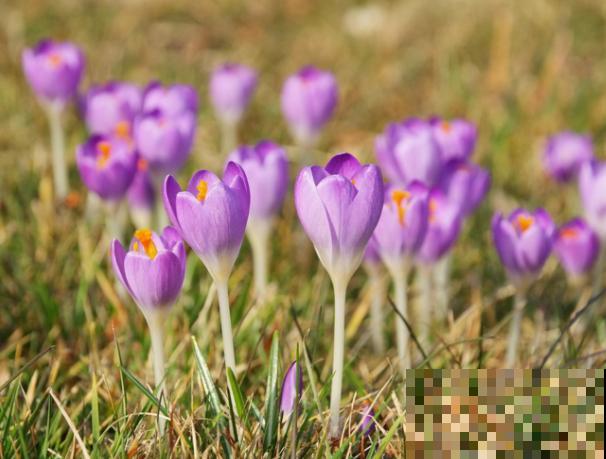 盆栽藏红花，要想活的久，这4步一定要注意