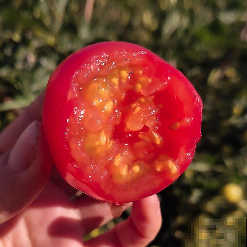 家里养盆圣女果,酸甜可口随意吃,新手也能养爆盆! 家里养盆圣女果,酸甜可口随意吃,新手也能养爆盆!