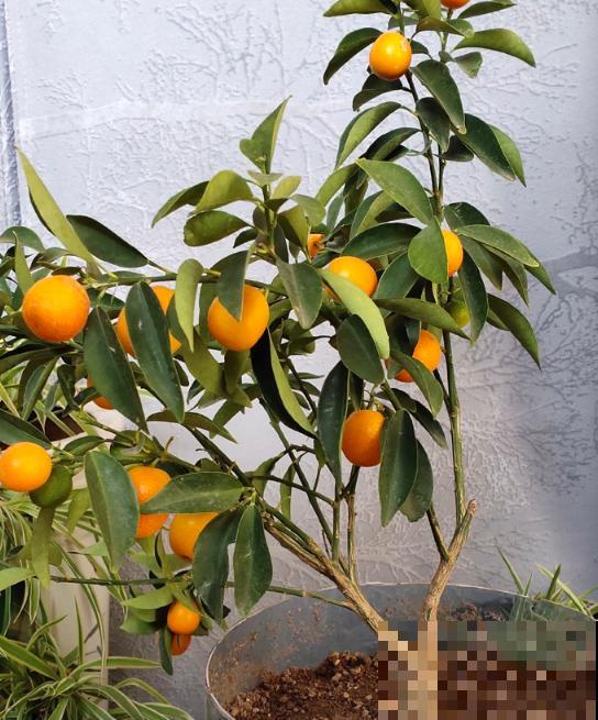 果树招财又吉祥，家里养一盆，子孙后代都享福