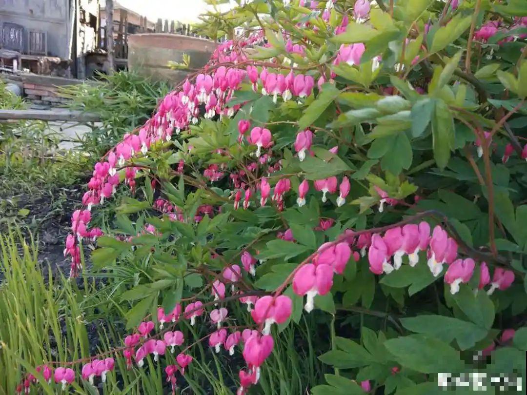 家里养盆荷包牡丹,荷包满满,富贵吉祥寓意好! 家里养盆荷包牡丹,荷包满满,富贵吉祥寓意好!