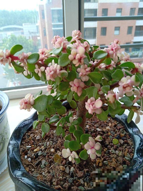 3种买花骗局，网上买花最常见，进来看不吃亏