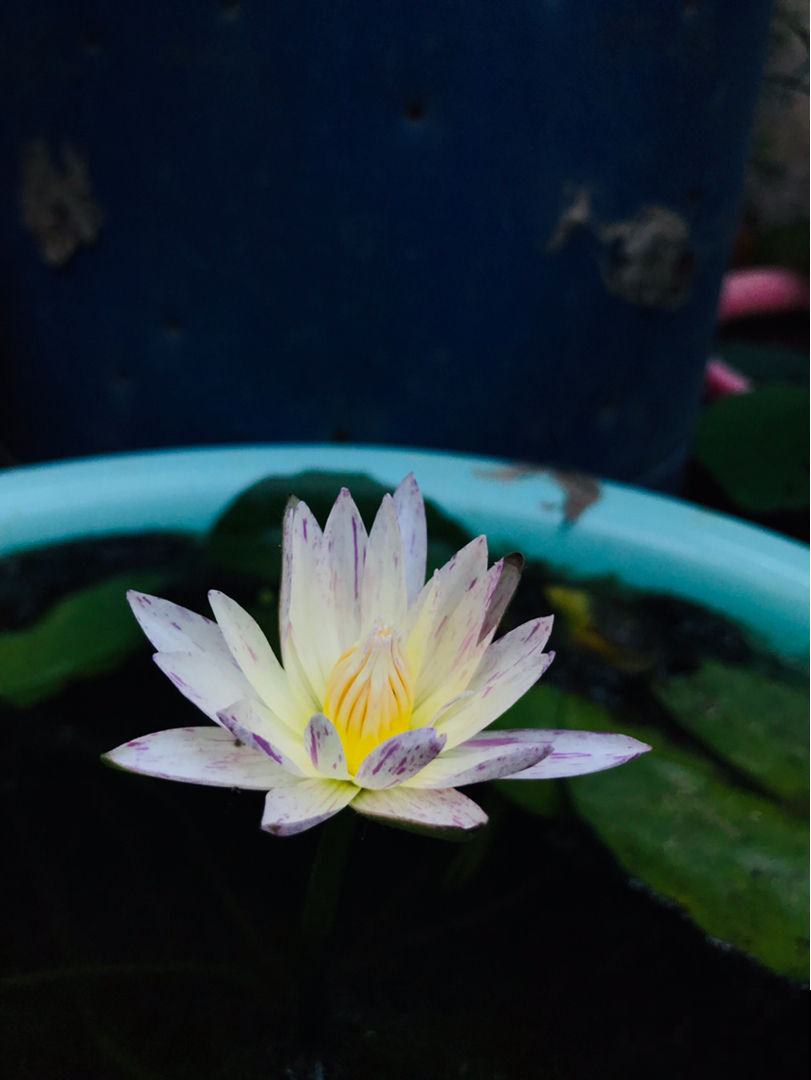 现在养2种“花仙子”，初夏就能开花，朵朵荷花使人眼