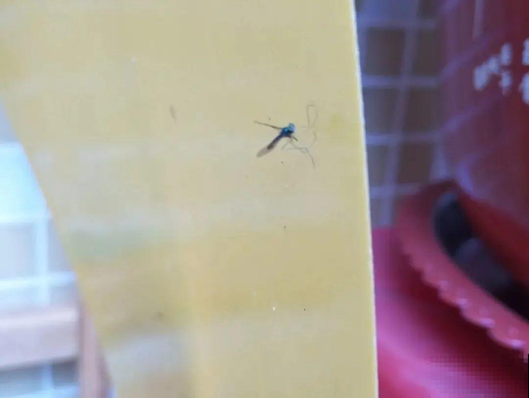 春天请个“护花神”,杀虫效果好,安全放心无污染 春天请个“护花神”,杀虫效果好,安全放心无污染