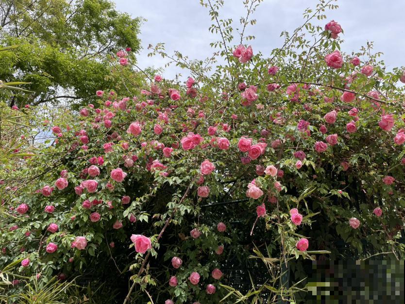 3种花，种在院子墙边，有“脾气”但很合适
