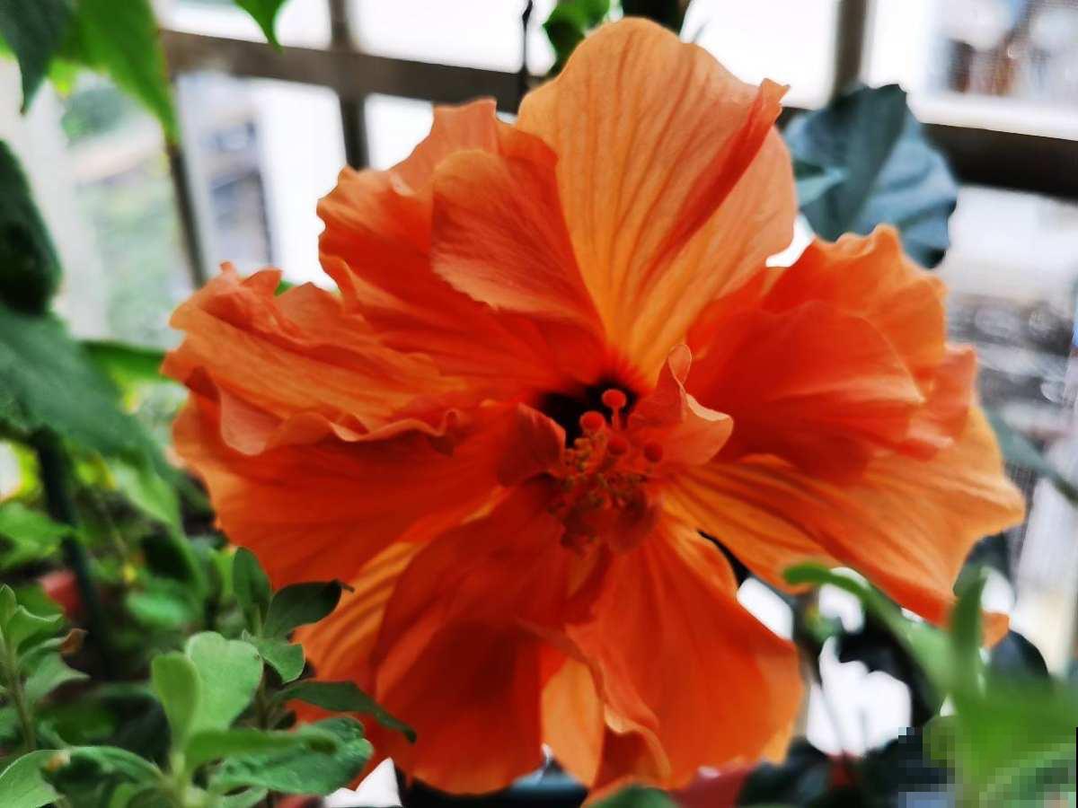 养花时，浇水方法很重要，7个禁忌要规避