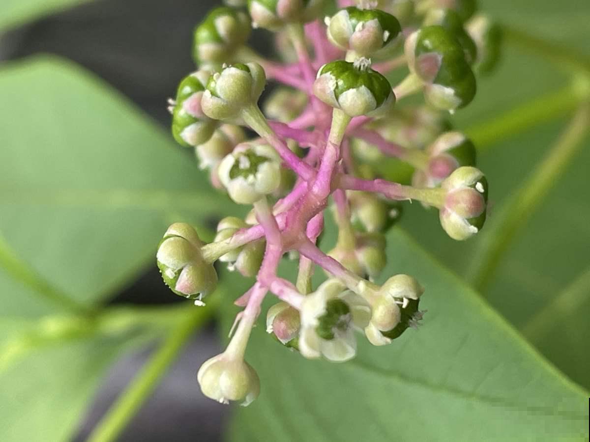 3种入侵植物,落地就生根,拔了还能长,太容易泛滥 3种入侵植物,落地就生根,拔了还能长,太容易泛滥