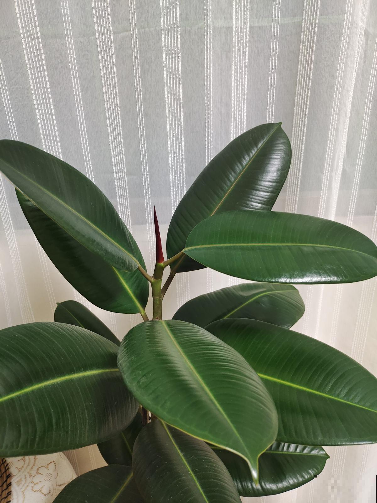 6种花，帮助吸废气，养了有利健康