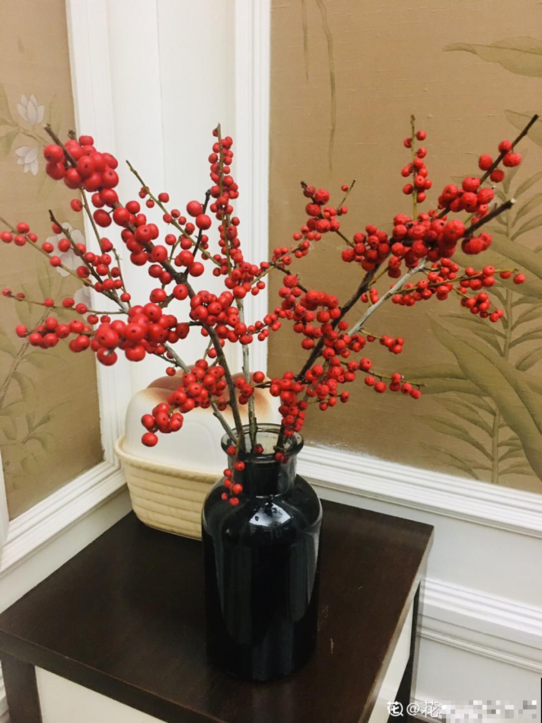 家里养盆北美冬青,红红火火,财源广进 家里养盆北美冬青,红红火火,财源广进