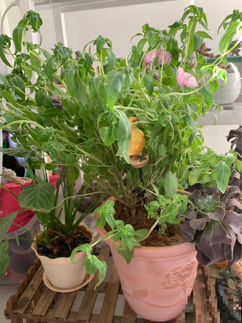 一种花名叫古代稀,被叫做“鲜花中的锦缎”,开花就爆盆 一种花名叫古代稀,被叫做“鲜花中的锦缎”,开花就爆盆