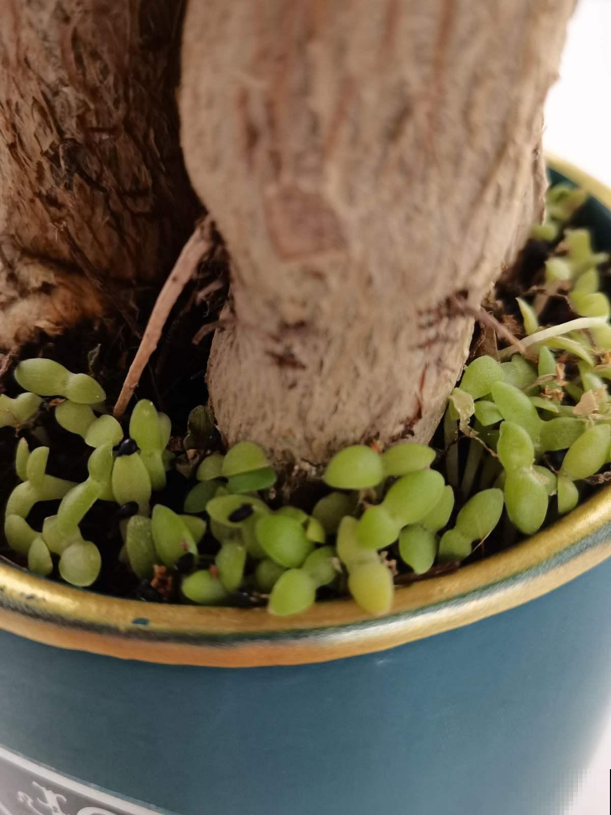 吃完的火龙果籽不要扔，种起来可以当小盆栽，简直不要太萌